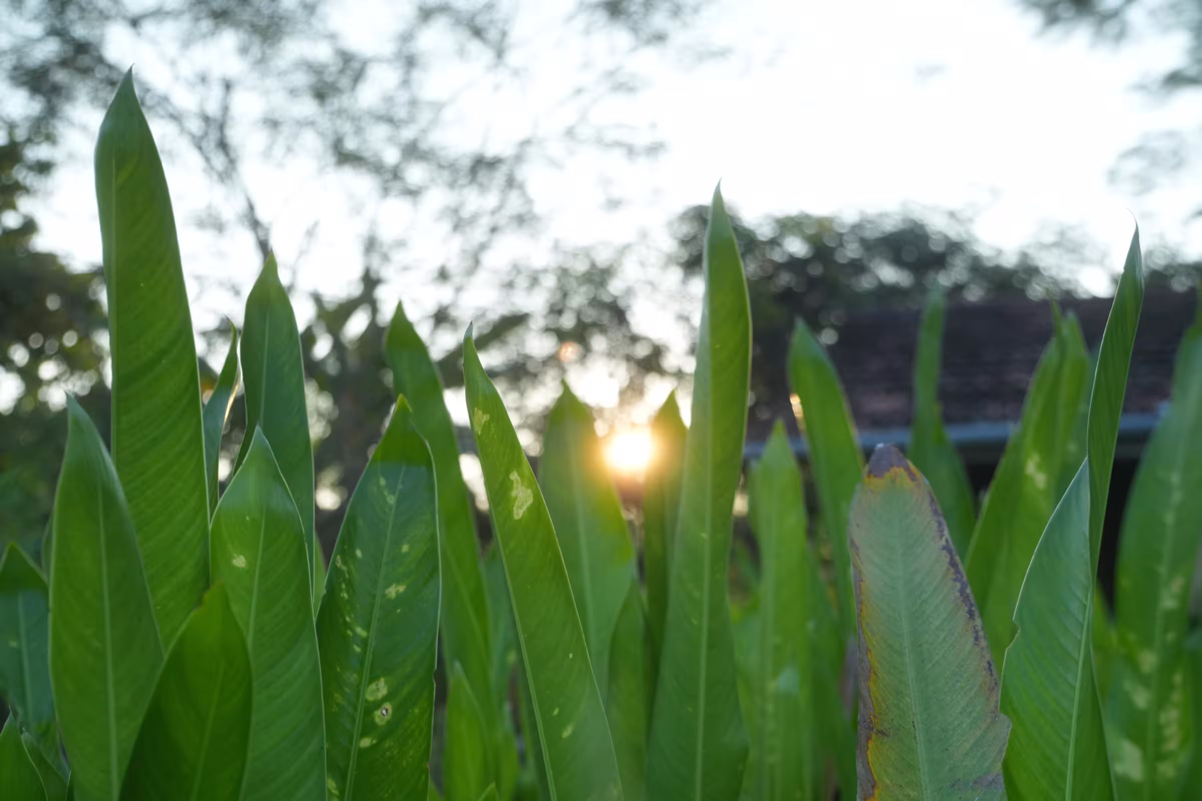 Outdoor 8
